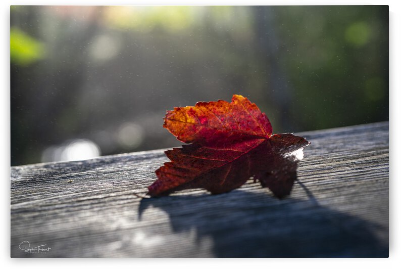 La brume qui danse by Sophie Thibault