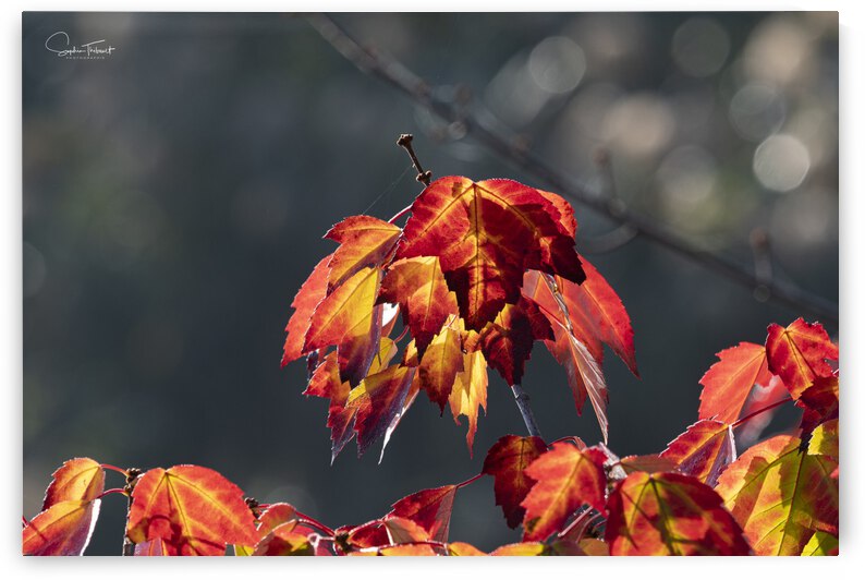 Rouge feu by Sophie Thibault