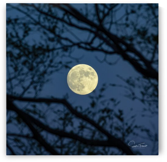 Lever de lune by Sophie Thibault