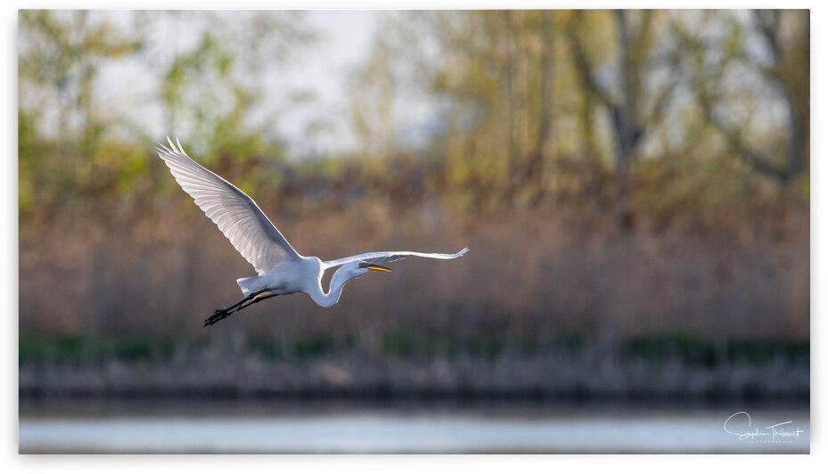 Vol de la grande aigrette  by Sophie Thibault