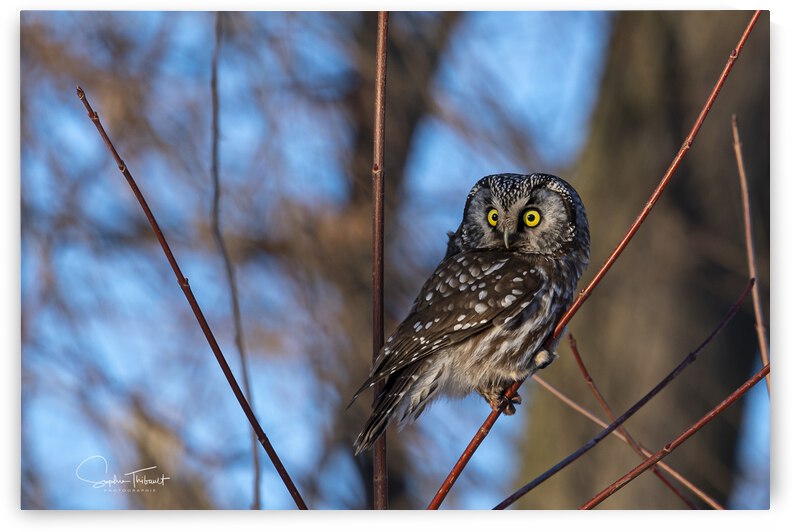 Nyctale de Tengmalm  by Sophie Thibault