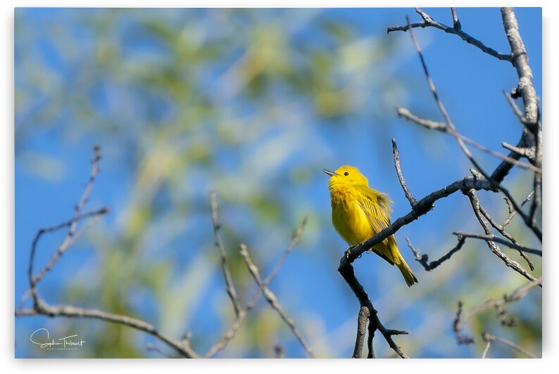 Paruline jaune by Sophie Thibault