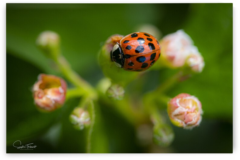 Coccinelle asiatique by Sophie Thibault