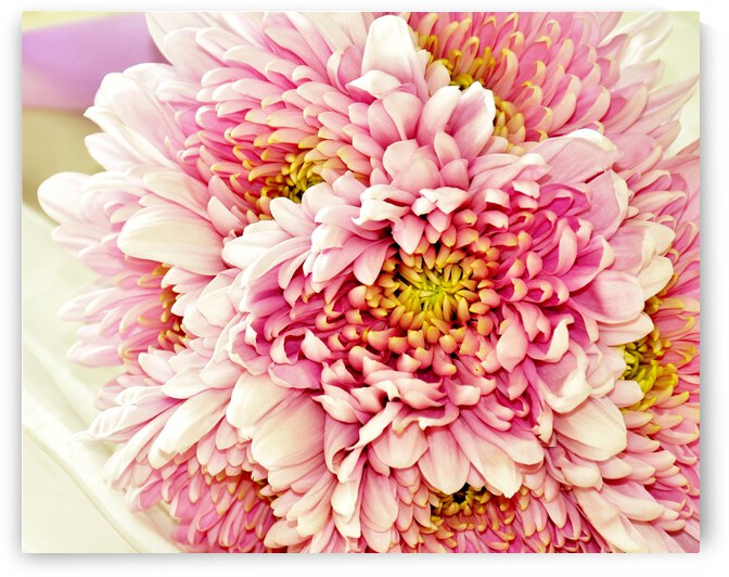 Celebration by Brenda Lawlor