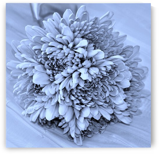 Devotion by Brenda Lawlor