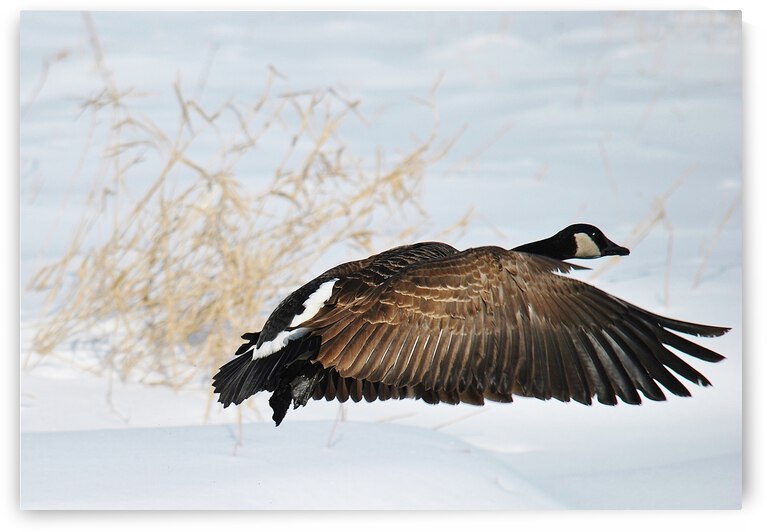 Winter Goose by Brenda Lawlor