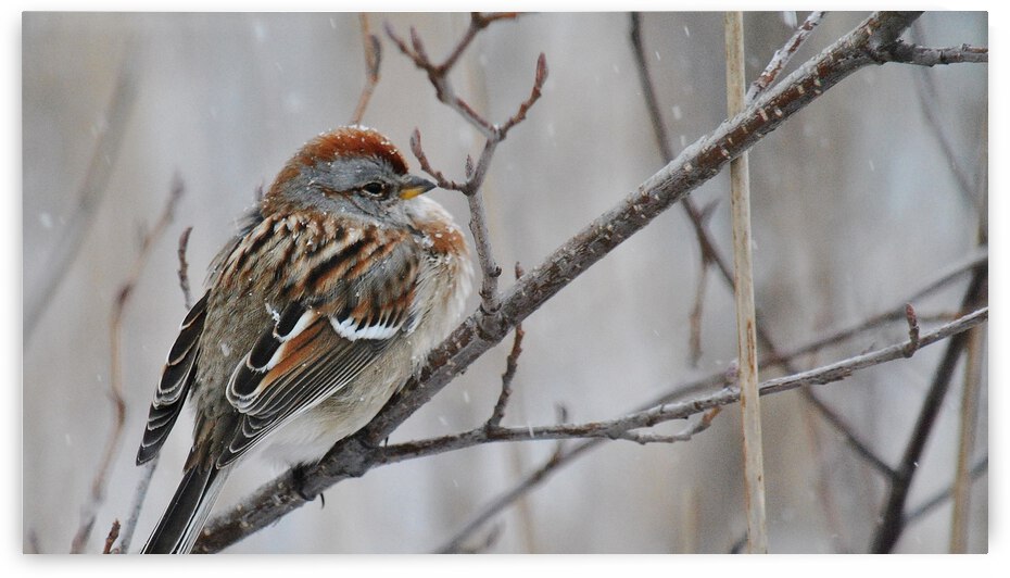 Winter Sparrow by Brenda Lawlor