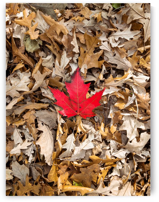 Maple Leaf by Jackson Brown