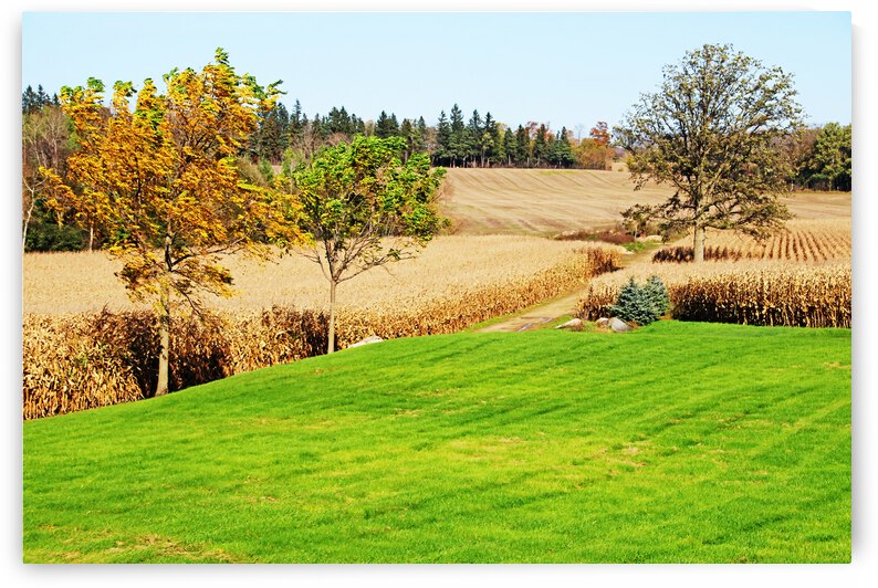 Corn Harvest Time by Deb Oppermann