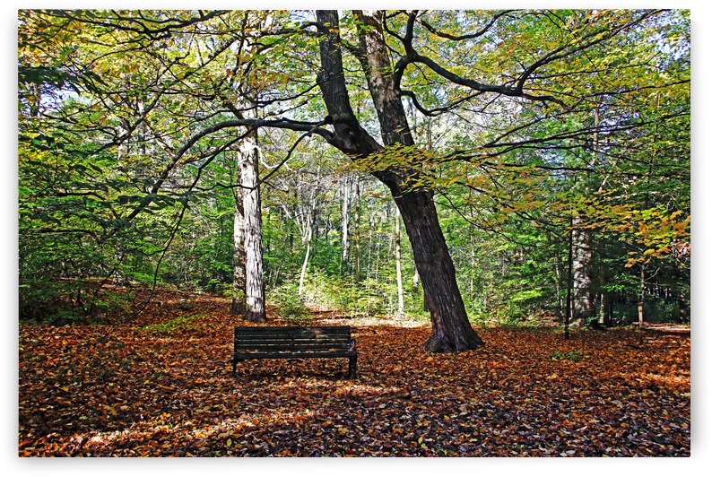 Filtered Light Autumn Maple by Deb Oppermann