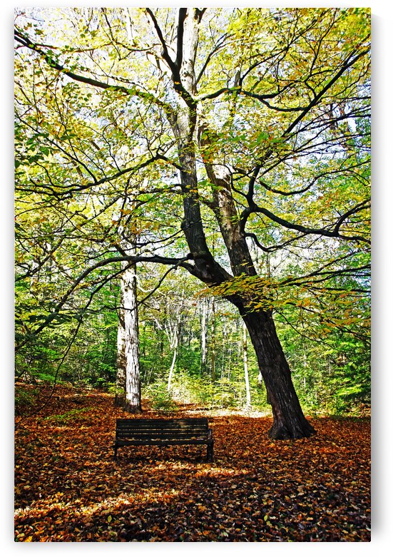 Under The Autumn Maple by Deb Oppermann