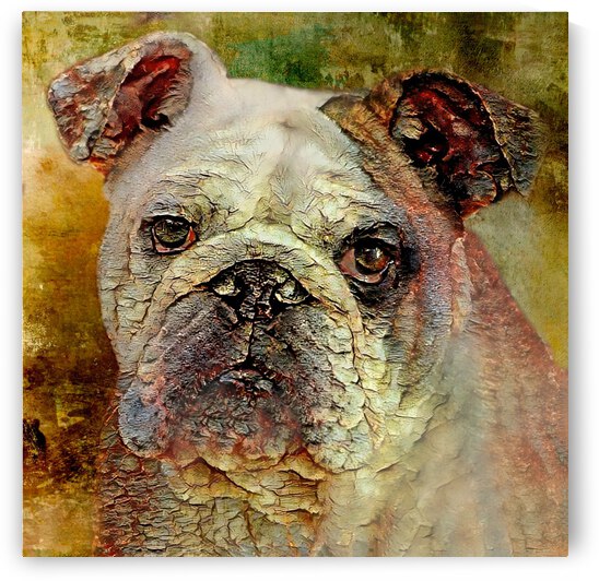 Portrait Of An English Bulldog by HH Photography of Florida