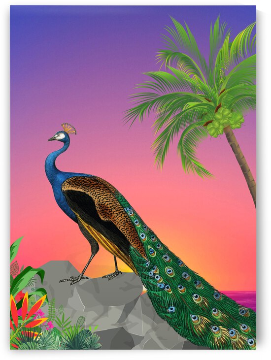Peacock by Ashira Designs