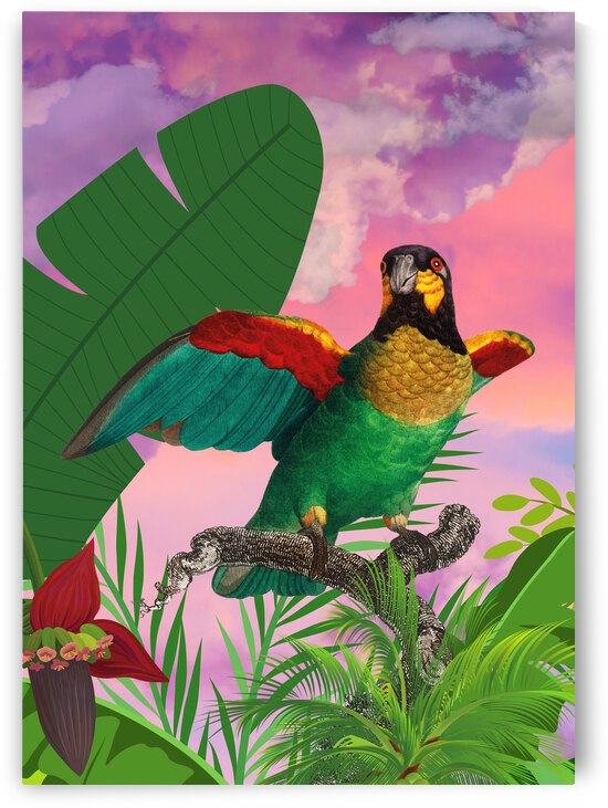 Parrot  by Ashira Designs