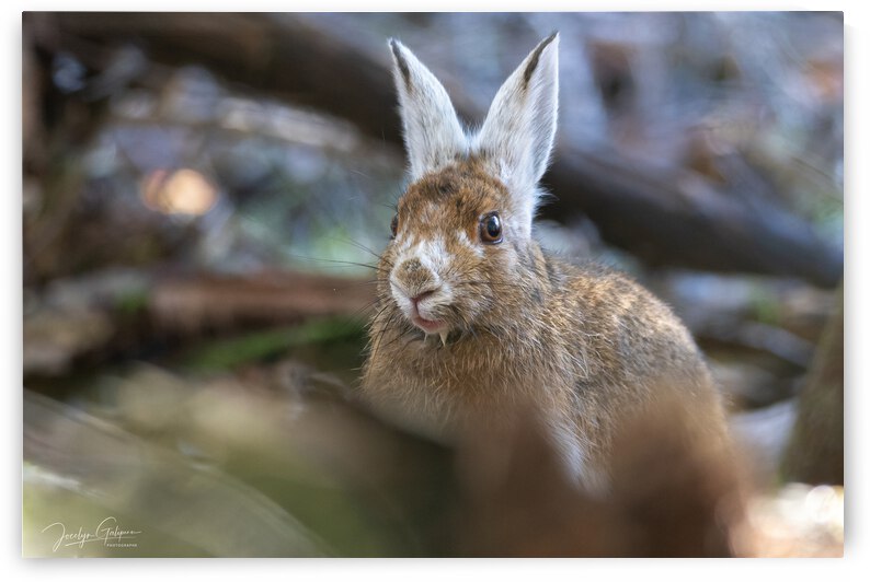  COULEURS DAUTOMNE by Jocelyn Galipeau