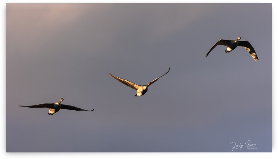  PRESAGE DAUTOMNE by Jocelyn Galipeau