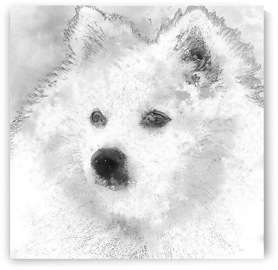 American Eskimo Spitz by HH Photography of Florida