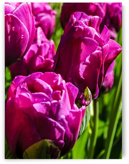 Super Closeup Spring Tulip Flowers from Keukenhof in the Netherlands 21 of 36 by 360 Studios