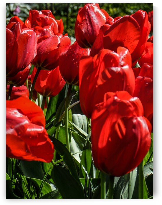 Super Closeup Spring Tulip Flowers from Keukenhof in the Netherlands 10 of 36 by 360 Studios