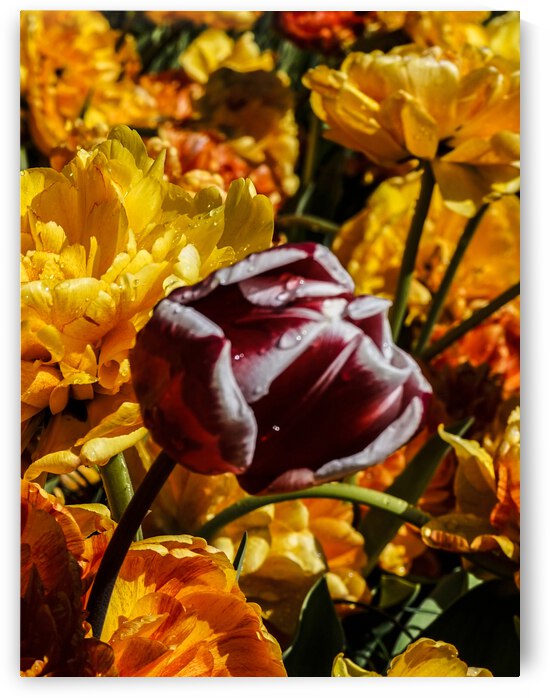 Super Closeup Spring Tulip Flowers from Keukenhof in the Netherlands 36 of 36 by 360 Studios