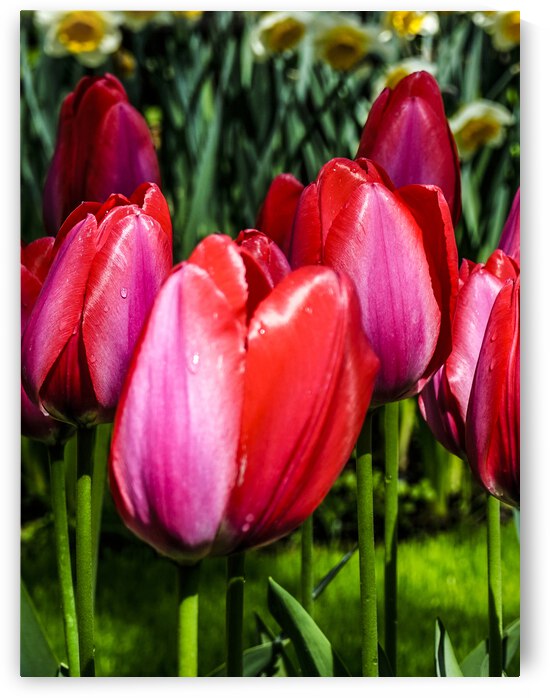 Super Closeup Spring Tulip Flowers from Keukenhof in the Netherlands 34 of 36 by 360 Studios