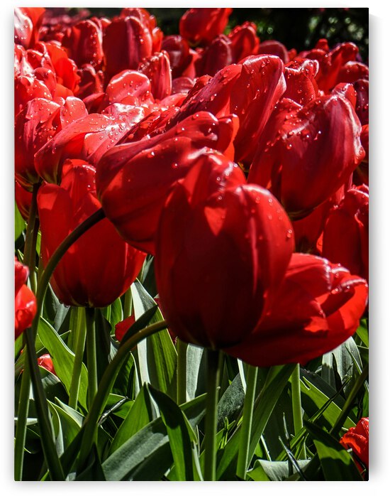 Super Closeup Spring Tulip Flowers from Keukenhof in the Netherlands 30 of 36 by 360 Studios