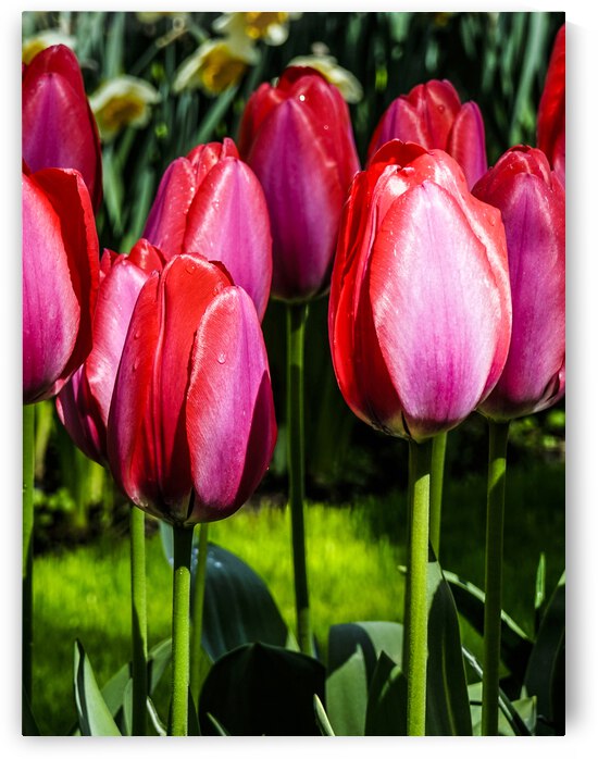 Super Closeup Spring Tulip Flowers from Keukenhof in the Netherlands 4 of 36 by 360 Studios