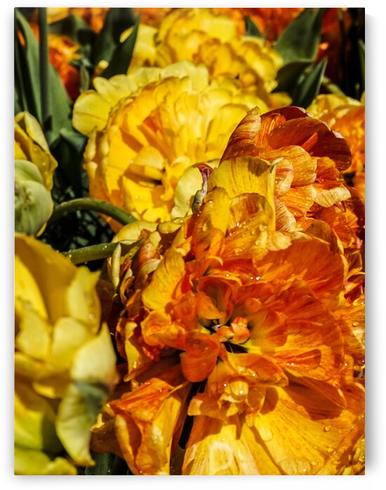 Super Closeup Spring Tulip Flowers from Keukenhof in the Netherlands 5 of 36 by 360 Studios