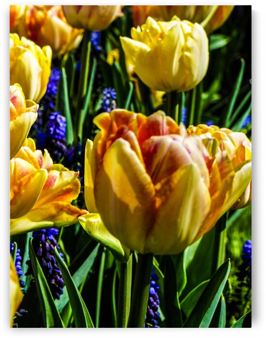Super Closeup Spring Tulip Flowers from Keukenhof in the Netherlands 1 of 36 by 360 Studios