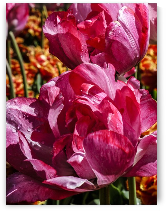 Super Closeup Spring Tulip Flowers from Keukenhof in the Netherlands 18 of 36 by 360 Studios