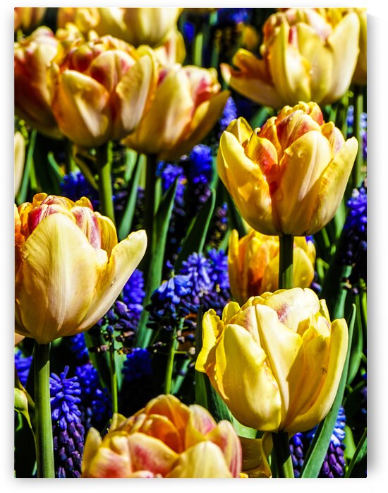 Super Closeup Spring Tulip Flowers from Keukenhof in the Netherlands 17 of 36 by 360 Studios