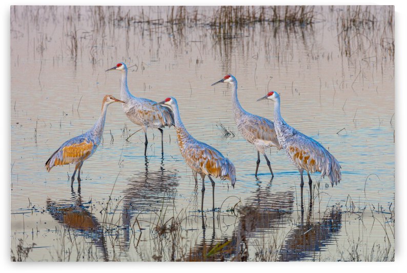 Sandhill Cranes at Sunrise by Joe Riederer