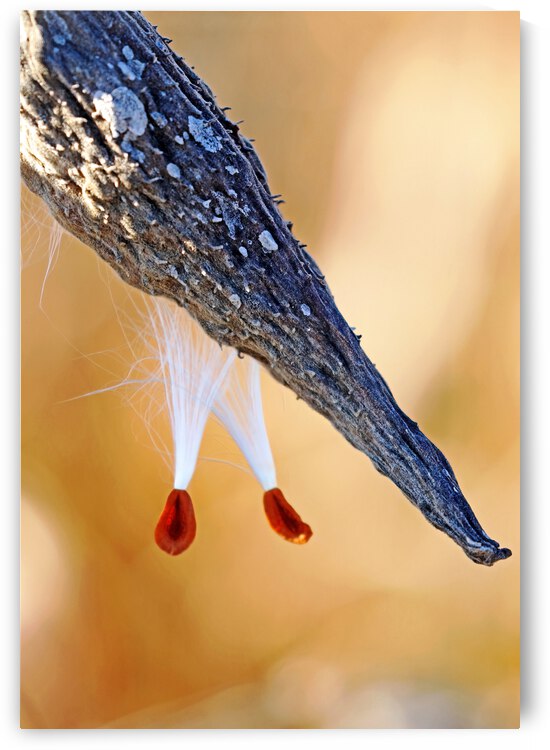 Silky Seeds by Deb Oppermann
