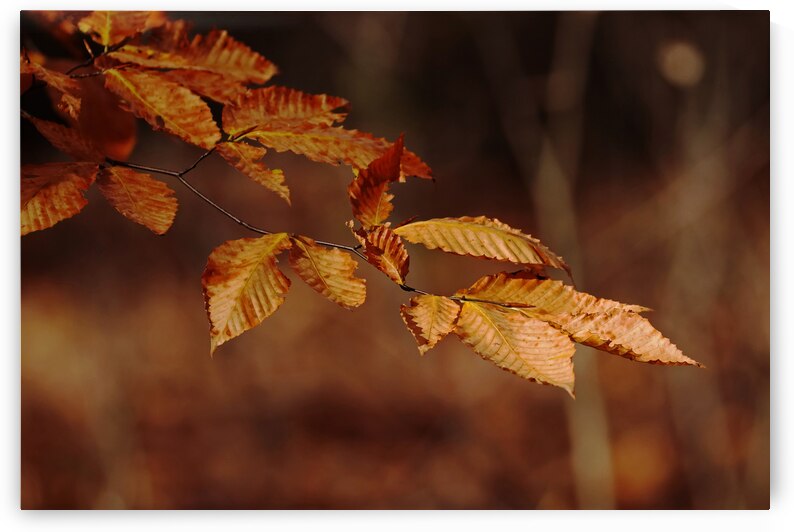 Autumn Beech Leaves by Deb Oppermann