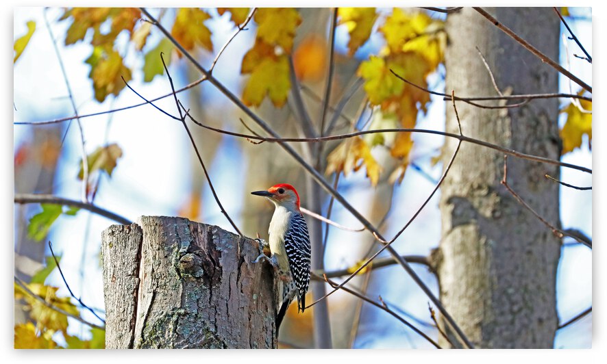 Red Bellied Woodpecker In Fall by Deb Oppermann
