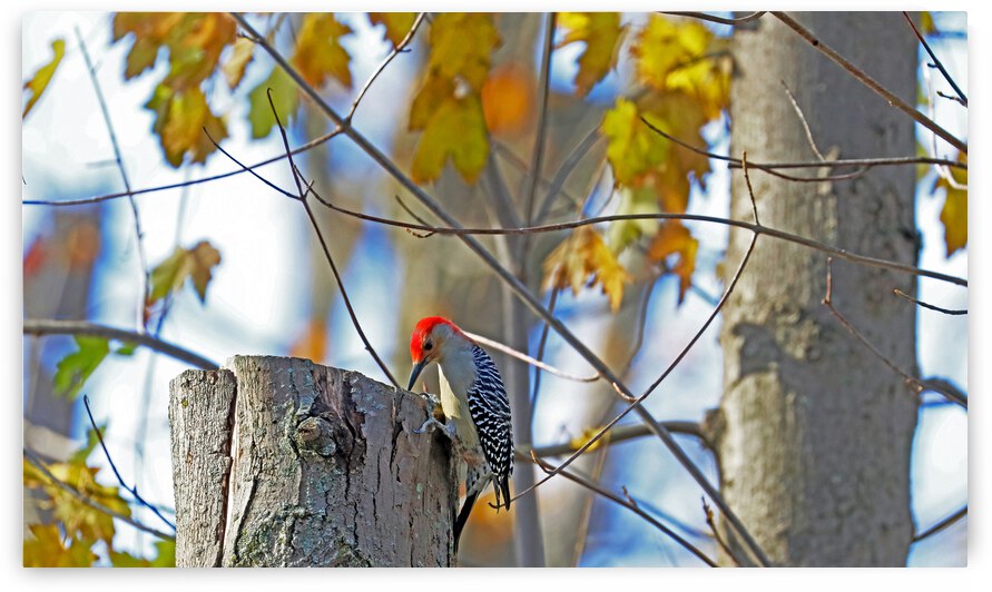 Red Bellied Woodpecker In Autumn by Deb Oppermann
