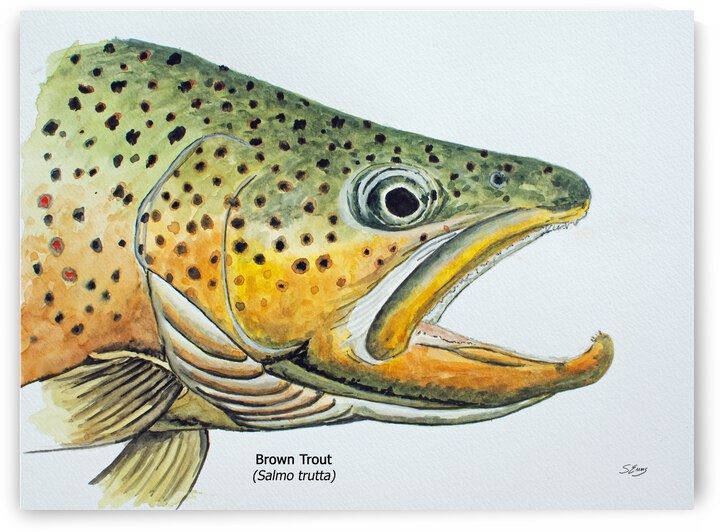 Brown Trout Head Painting by Stephen Emms