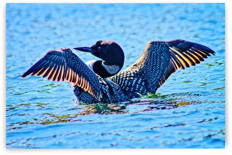 Loon 24 x 16  canvas by Photography by Wm
