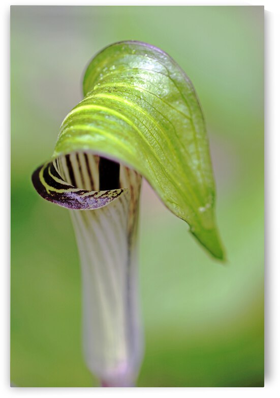 Where Is Jack by Deb Oppermann