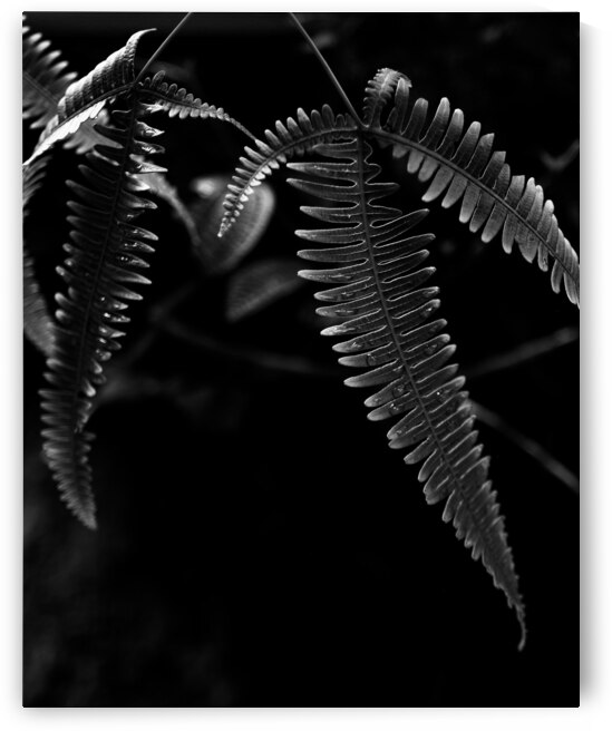 Fern with Drops by Alejandro Lalinde