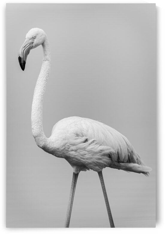 Flamand Rose en Noir et blanc by JADUPONT PHOTO