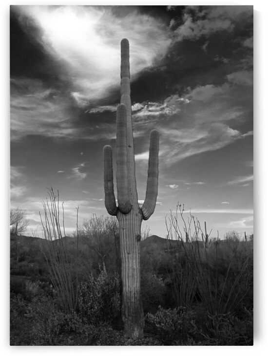 Lone Saguaro  by Alejandro Lalinde