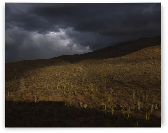 Rain over Saguaros by Alejandro Lalinde