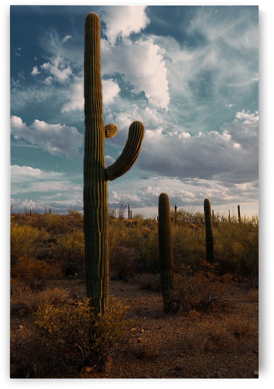 Saguaros in Clouds by Alejandro Lalinde