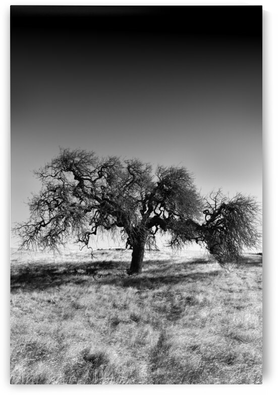 Bare and Alone by Alejandro Lalinde