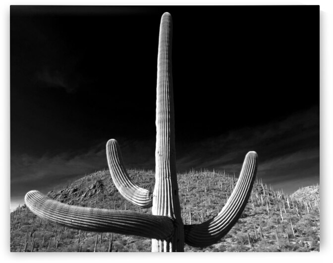 Cacti by Alejandro Lalinde