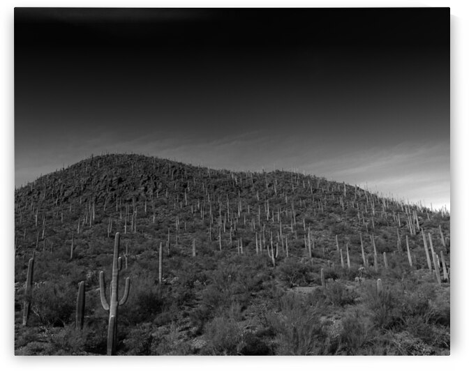 Cacti Hill by Alejandro Lalinde