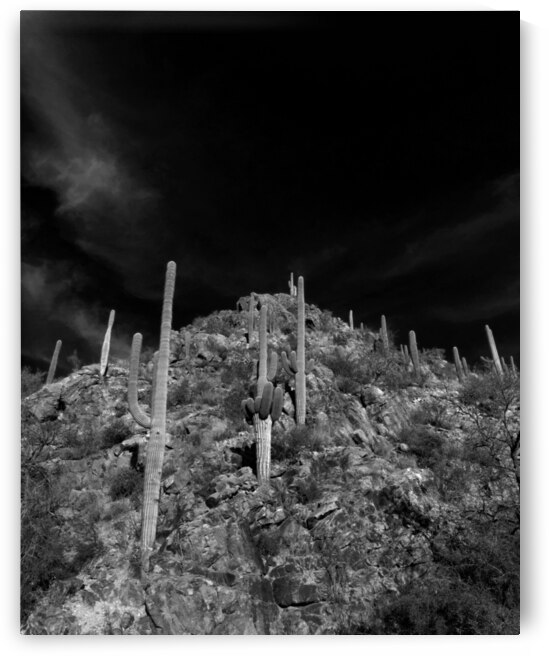 Saguaro Hill  by Alejandro Lalinde