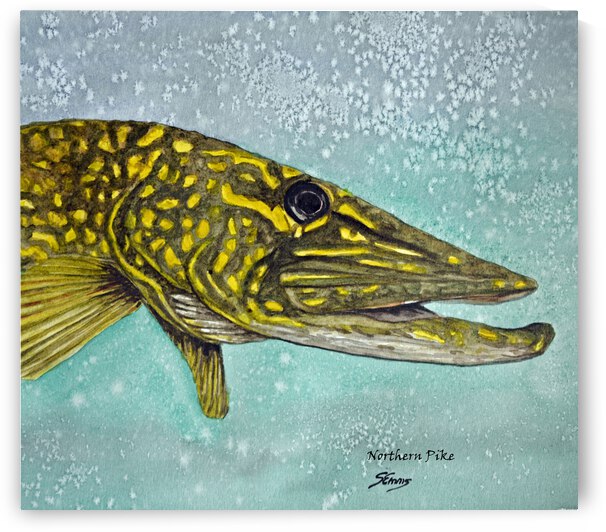 Northern Pike Head Painting by Stephen Emms