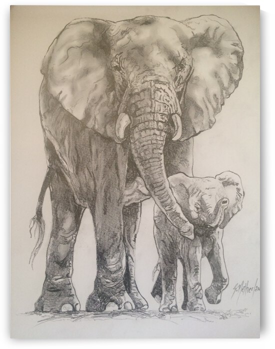Elephants by Grant Netherlands